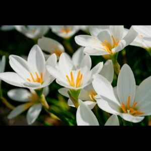 White rain lily bulb
