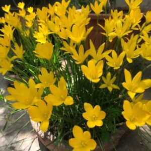 Yellow rain lily bulb