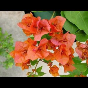 Bougainvillea vine