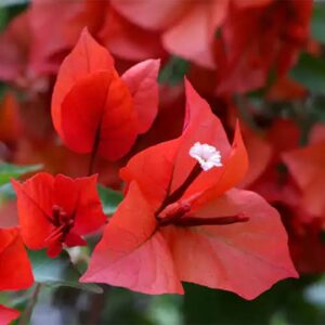 Bougainvillea vine