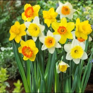 Daffodils bulb