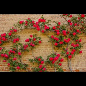 Rose vine
