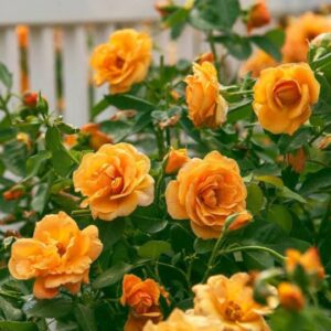 Rose vine
