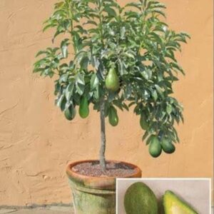 Avocado plant