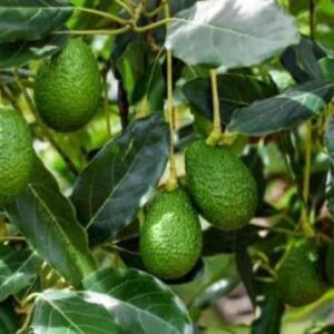 Avocado plant