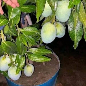 Drawf Mango