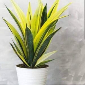 Sensveria gold fleam