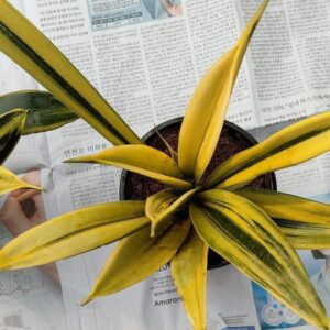 Sensveria gold fleam