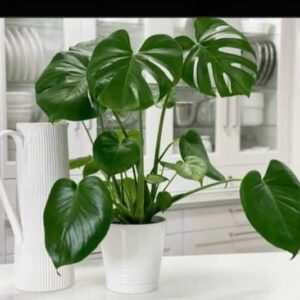 Monstera dilocisia