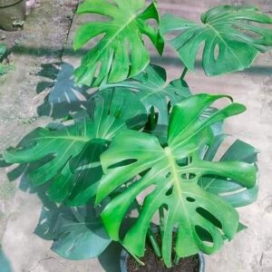 Monstera dilocisia