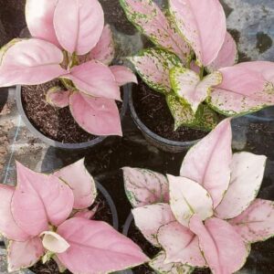 Aglonema