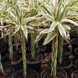 Lucky Bamboo