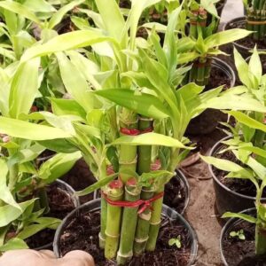 Lucky Bamboo