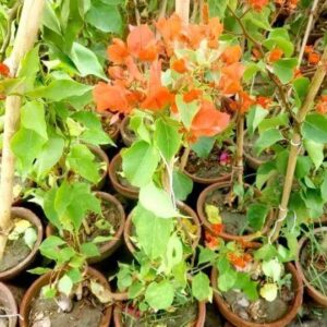 Bougainvillea plant