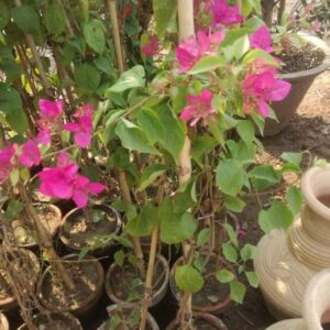 Bougainvillea plant
