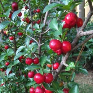 Barbados cherry