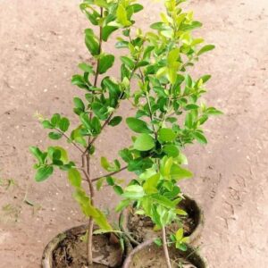 Barbados cherry