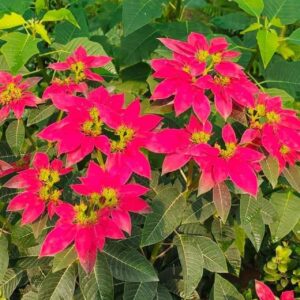 Poinsettia plant