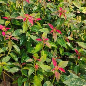 Poinsettia plant