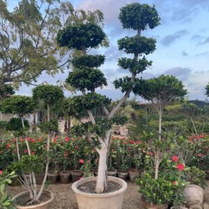 Ficus Bonsai