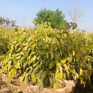 Golden Ficus