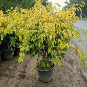Golden Ficus