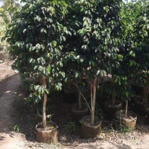 Black ficus