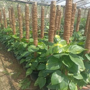 Money plant 18 inch pot