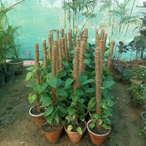 Money plant 10 inch pot