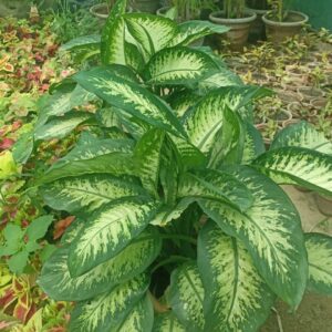 Dieffenbachia plant