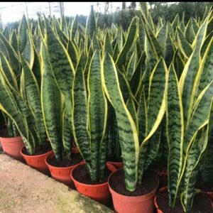 Snake plant