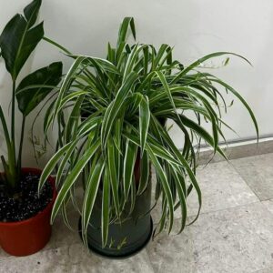 Spider plant