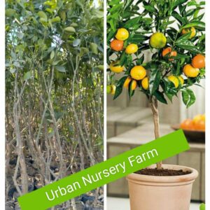 Orange plant