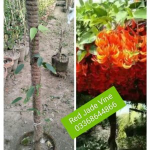 Red jade vine