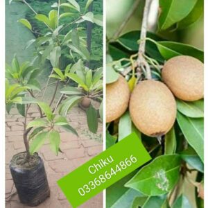 Chiku plant
