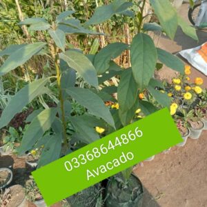 Avocado plant