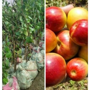 Apple Beri