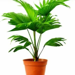 Table palm