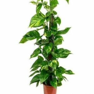 Money plant