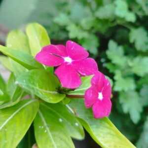Vinca plant