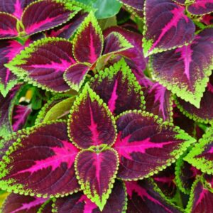 Coleus plant
