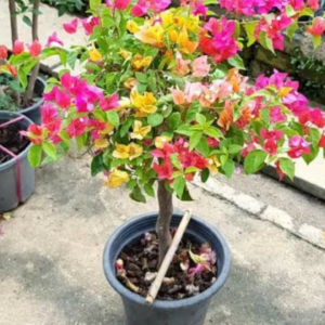 Boganvilla grafted 5 Colors