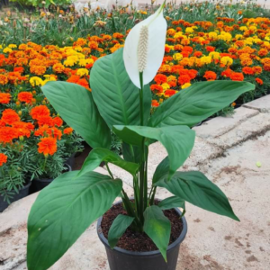 peace lily