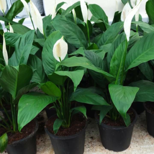 peace lily