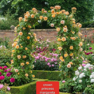 Rose Vine