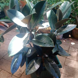 Rubber plant