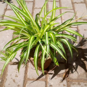 Spider plant