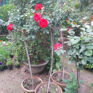 Standard rose