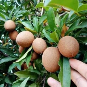 Chiku Plant