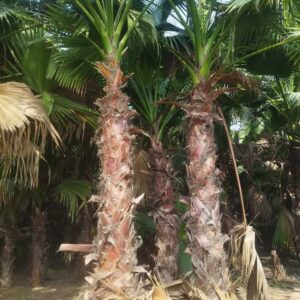 Export quality Palm